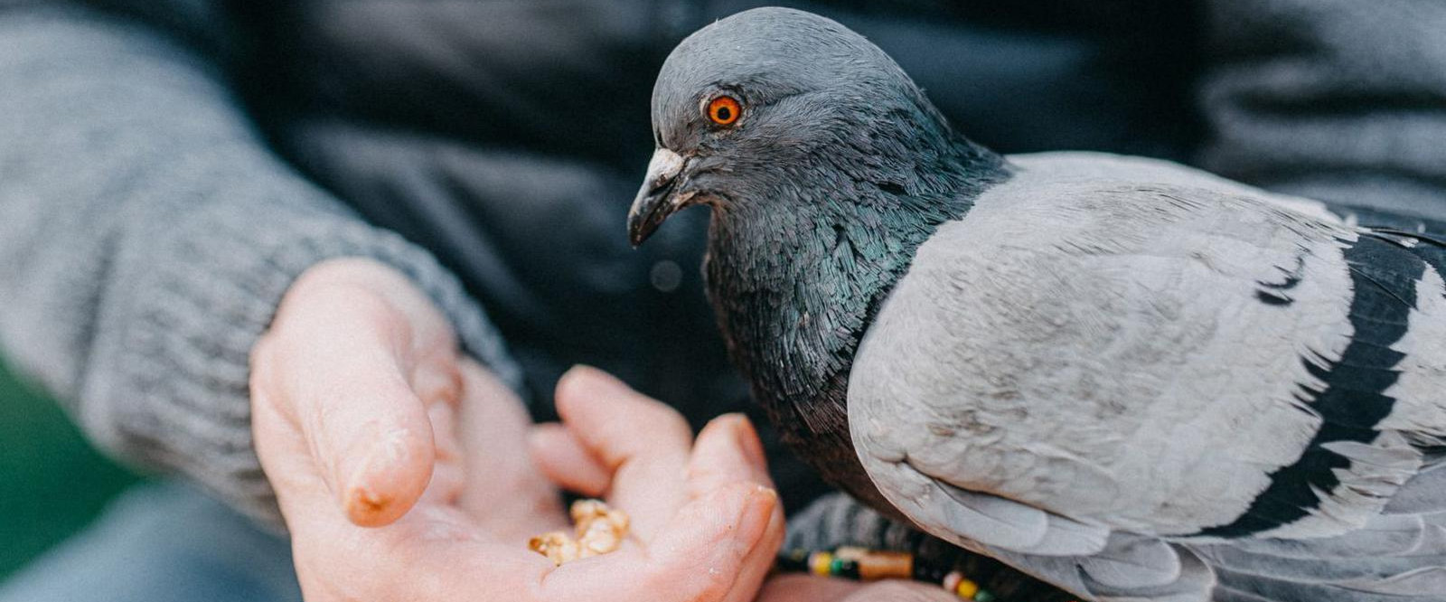 Taubenbedarf Geschäft 2 Taubenbedarf Geschäft -Taubenbedarf Geschäft 1