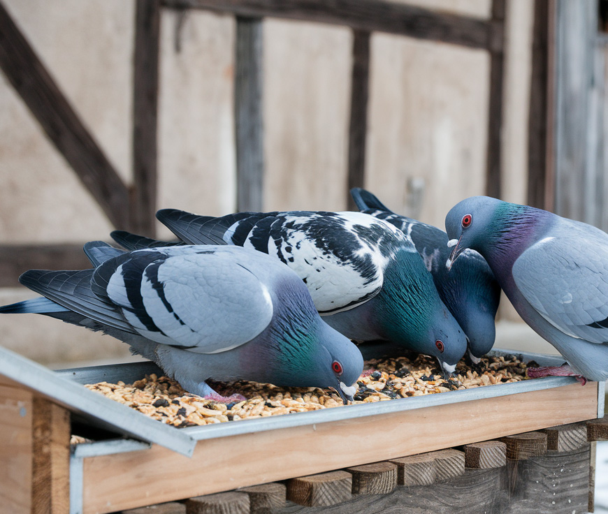 Taubenbedarf Geschäft 18 Taubenbedarf Geschäft -Taubenbedarf Geschäft 2
