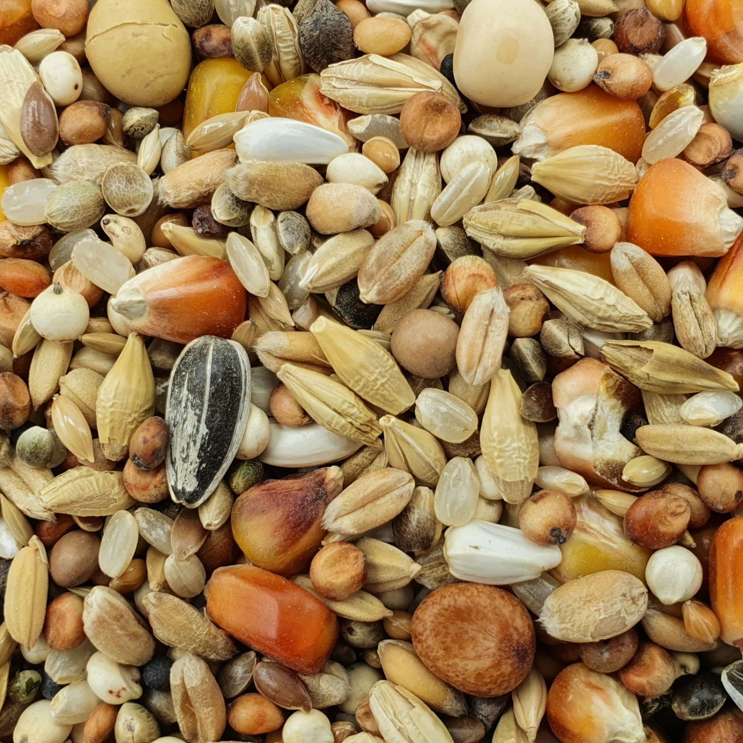 Matador Jungtauben H.O.T. 25kg 3 Matador Jungtauben H.O.T. 25kg